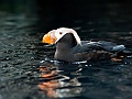Alaska Wildlife-52